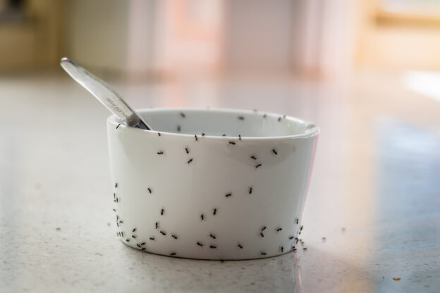 If you believe you have an ant infestation in your home or business, may it be a Pharaoh's Ant or Black Garden Ant, we at Wicklow Pest Control would recommend you get a professional pest control provider to clear the infestation for you