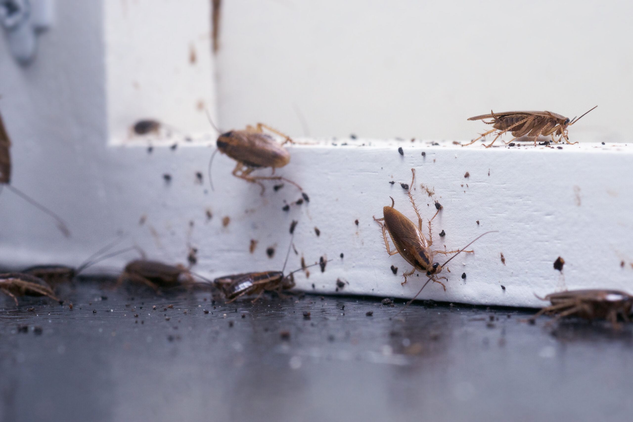 Signs of a Cockroach Infestation - Blog