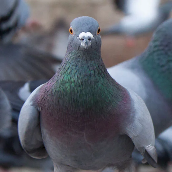 PEst Bird Wicklow