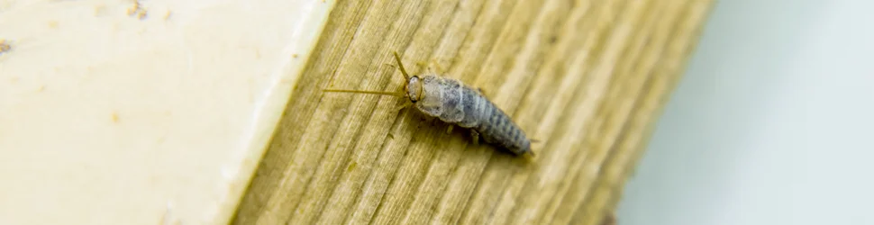 Silverfish Pic