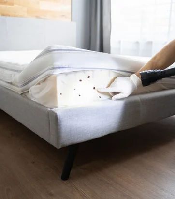 BED Bug Picture