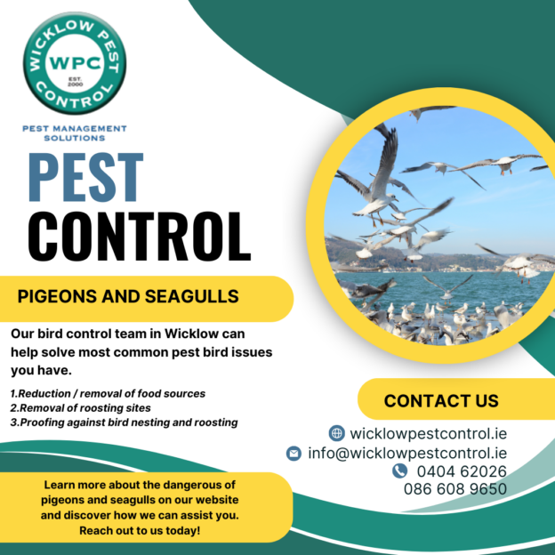 Our bird control team in Wicklow can help solve most common pest bird issues you have. We provide efficient bird control services for commercial properties for all pest birds including pigeons and seagulls, using a wide range of bird proofing and bird deterrent methods. Wicklow Pest Control work in compliance with the CRRU Act regarding wildlife. If you are having pest bird problems, then contact us today to arrange a free risk assessment site survey.