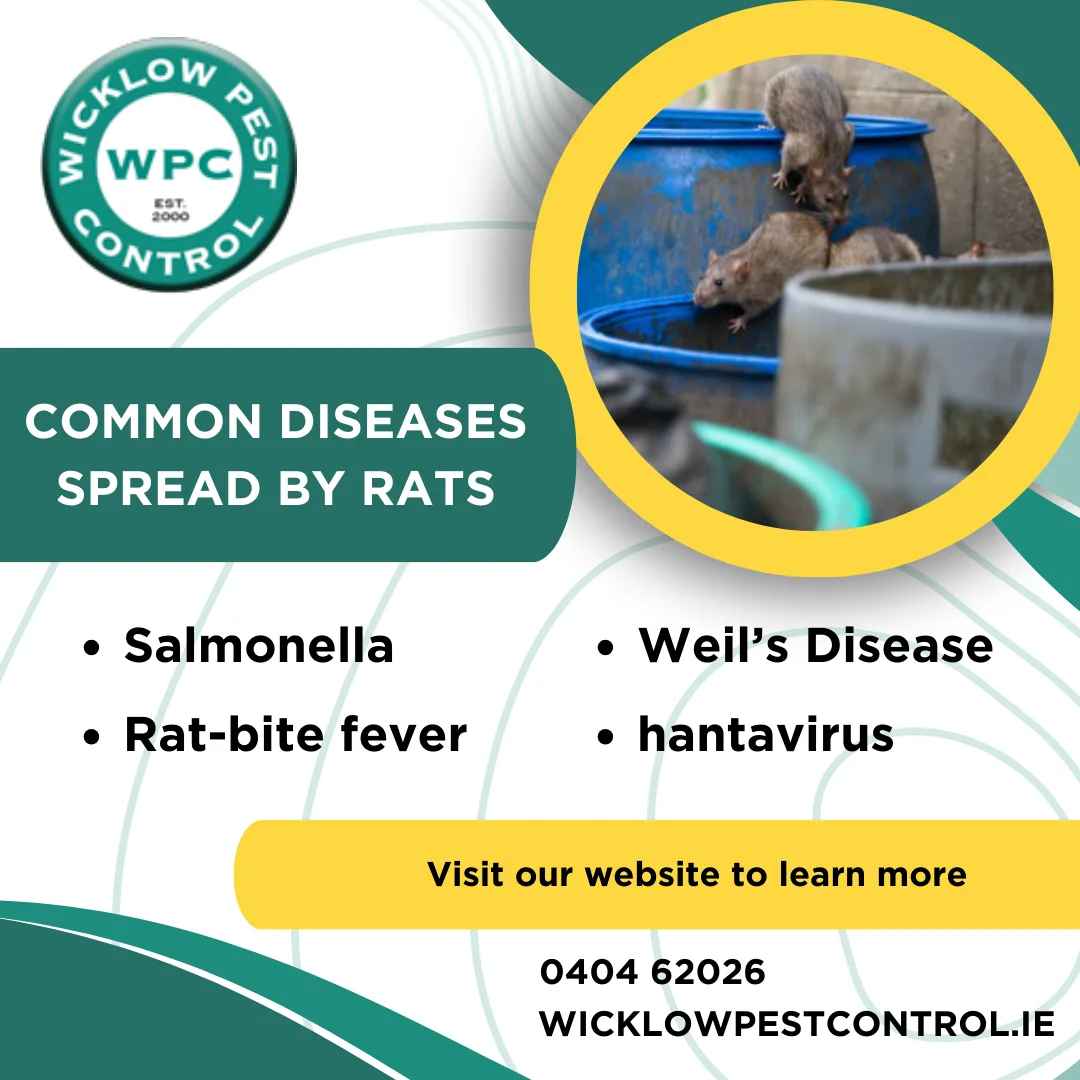 Rats Disease WPC