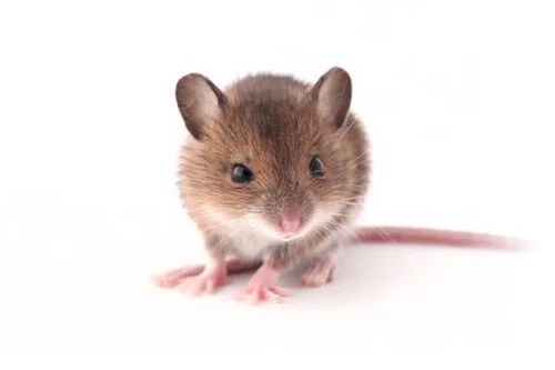 mice 500x333 1