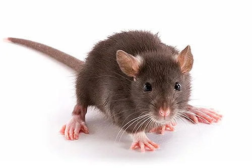 service rats