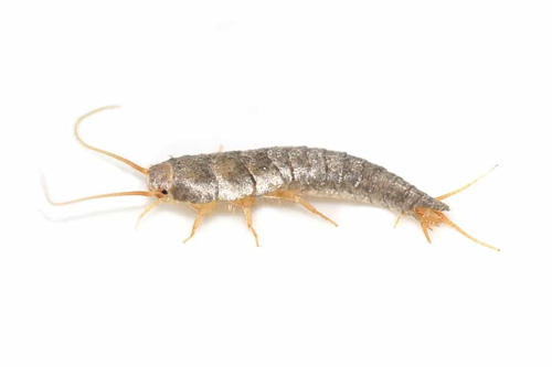 Wicklow Pest control - Silverfish Pest control