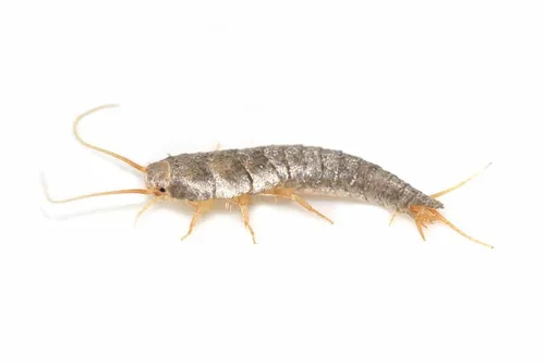 service silverfish