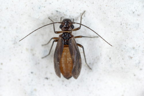 Wicklow Pest control - Booklice (Psocids)