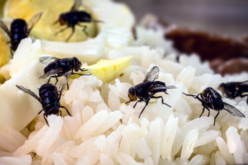 Wicklow Pest control - Flies Pest control
