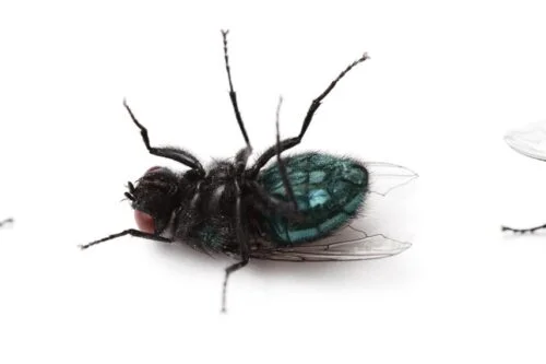 banner fly 500x333 1