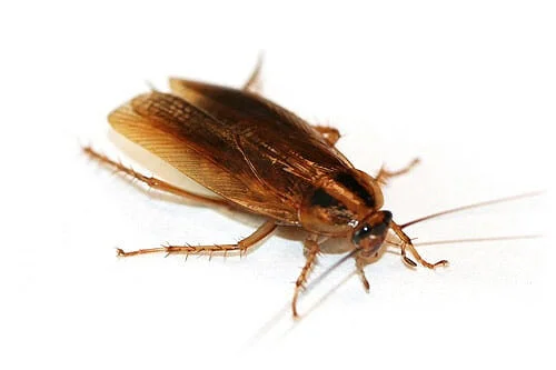 service cockroaches 500x333 1