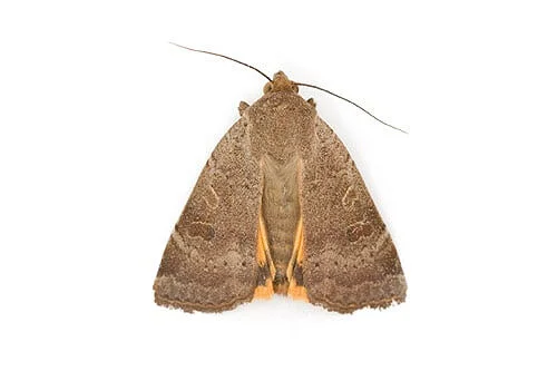 service moths 500x333 1