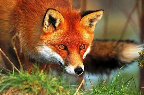 urban foxes 500x333 1