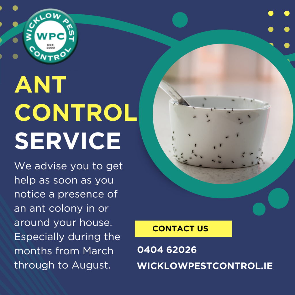 If you have taken these measures and your ant problem persists, it is time to contact the professionals. Contact Wicklow Pest Control Today to help clear your ant infestation, so that you can enjoy your home and garden this Spring and Summer.