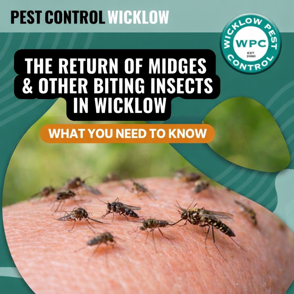 The Return of Midges & Other Biting Insects in Wicklow - What You Need to Know