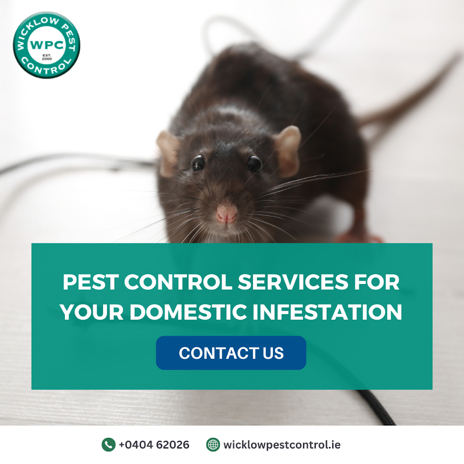 Need Help With Rats in Your Attic? If you suspect rodents in your home, professional help can stop the problem before it spreads. Contact Wicklow Pest Control today for expert advice and safe pest removal services across Wicklow. A fast response can protect your home, your health, and your peace of mind.