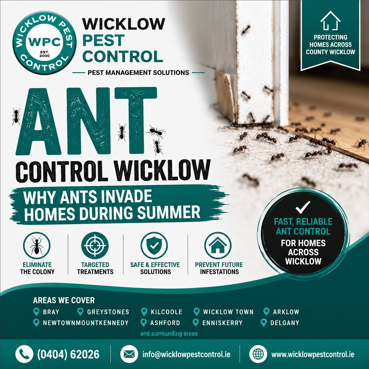 Ant Control Wicklow | Why Ants Invade Homes During Summer