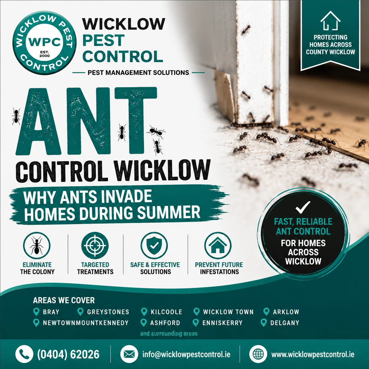 Ant Control Wicklow | Why Ants Invade Homes During Summer