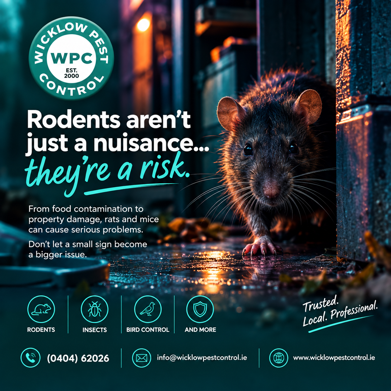 Rat in a Wicklow property showing signs of autumn rodent activity